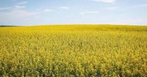 China retaliates over EV tariffs with anti-dumping probe into Canadian canola imports
