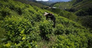 Cocaine trade in the rugged Micay Canyon threatens Colombia’s peace efforts Cocaine trade in the rugged Micay Canyon threatens Colombia’s peace efforts