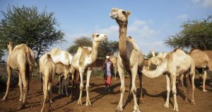 Drought forces Kenya’s Maasai and other cattle herders to consider fish and camels