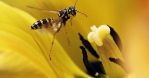 Diet, demographics behind late-summer wasp outbreak on Prairies