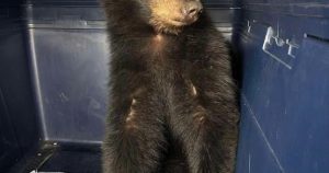 Bear cub driven by two men from northern Ontario to Windsor, fed Taco Bell