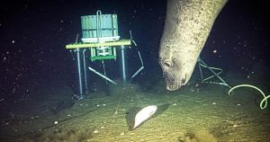 Elephant seals off B.C. coast used sonar equipment as ‘dinner bell’: Researchers