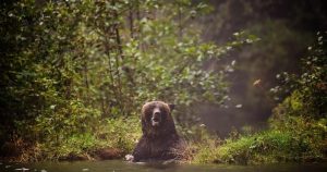 Weekend grizzly attack in Alberta linked to fatal attack three years ago Weekend grizzly attack in Alberta linked to fatal attack three years ago