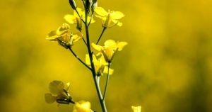 Canadian canola industry could take B hit in wake of Chinese trade actions: Report Canadian canola industry could take B hit in wake of Chinese trade actions: Report