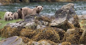 B.C. sets up a panel on bear deaths, will review conservation officer training