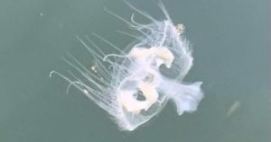 One jellyfish arrived in B.C. decades ago. Thousands of clones spread to 34 waterways