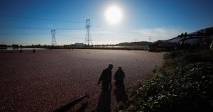 B.C. to ensure fruit growers impacted by co-op closure are paid for past harvests