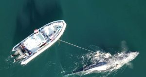 Four-day rescue operation freed a humpback whale off northern B.C.: DFO