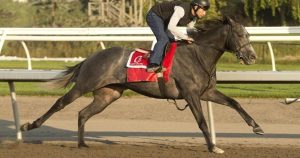 My Boy Prince to race against older horses in -million Woodbine Mile