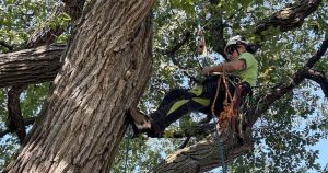 ‘Challenges every single muscle’: Champion tree climber turns work into passion