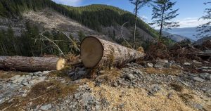 B.C. forest watchdog says province should improve watershed management