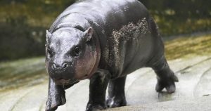 Thailand’s adorable pygmy hippo Moo Deng has the kind of face that launches a thousand memes