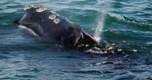 Endangered North Atlantic right whale spotted entangled in Gulf of St. Lawrence