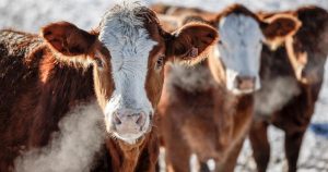 Years-long ban on Canadian beef highlights “uncertainty” of Chinese market