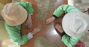 Drought in Brazil, Vietnam highlight climate change’s impact on coffee: experts Drought in Brazil, Vietnam highlight climate change’s impact on coffee: experts