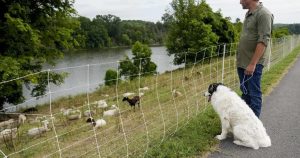Cities are using sheep to graze in urban landscapes and people love it Cities are using sheep to graze in urban landscapes and people love it