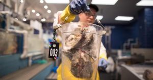 Parasite threatening P.E.I. oyster industry continues to spread Parasite threatening P.E.I. oyster industry continues to spread