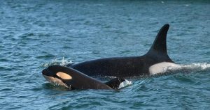 Census shows 3 killer whales lost from endangered southern resident population Census shows 3 killer whales lost from endangered southern resident population
