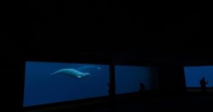 Another beluga dies at Marineland, Ontario saying little on 4-year probe into park Another beluga dies at Marineland, Ontario saying little on 4-year probe into park