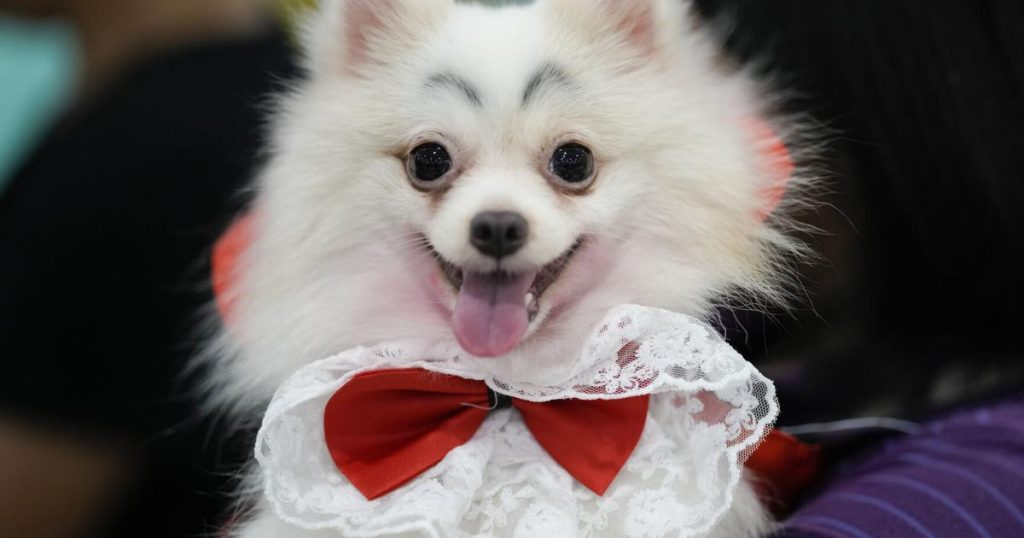 AP Pictures of the Week Global Photo Gallery Oct. 27 | Photo Galleries