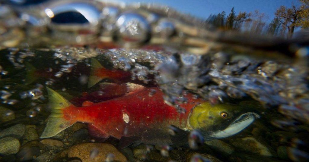 Urban salmon return to Metro Vancouver streams to spawn and inspire recovery efforts