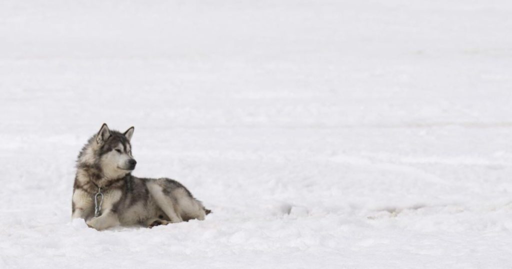 Ottawa to deliver apology, M in compensation for Nunavik Inuit dog slaughter