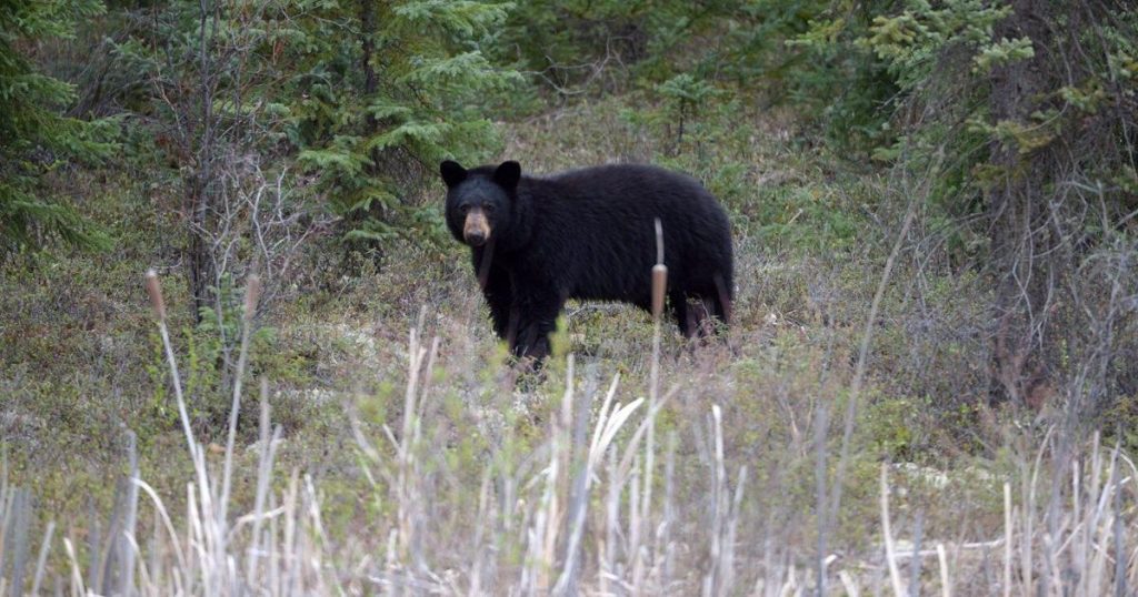Bear killed after attacking man walking on Metro Vancouver trail with dog