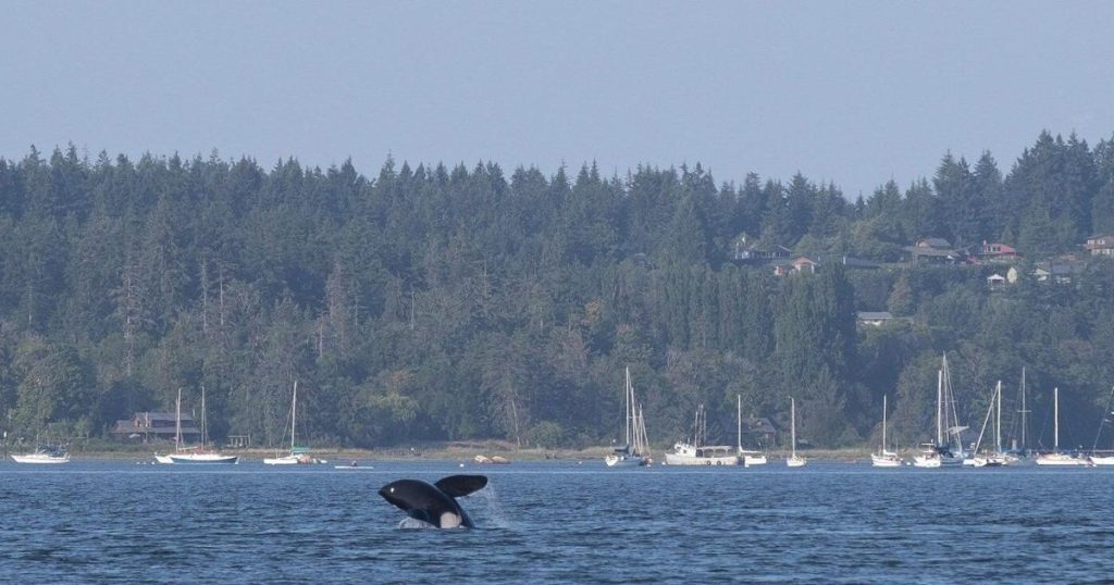 Mother orca and her children make ‘grocery shopping’ trip near downtown Vancouver