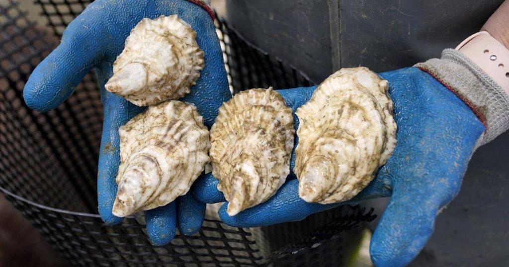 Dermo disease detected in oyster samples in northeastern Nova Scotia