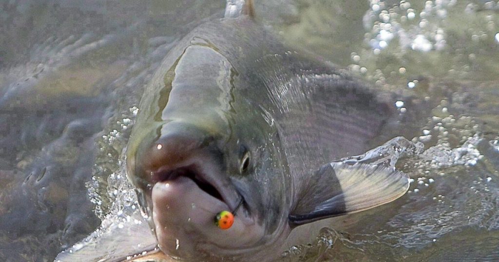 How changing catch-and-release fishing practices can boost salmon survival