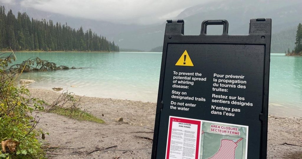 More cases of parasite causing deadly whirling disease in fish found in B.C. waters