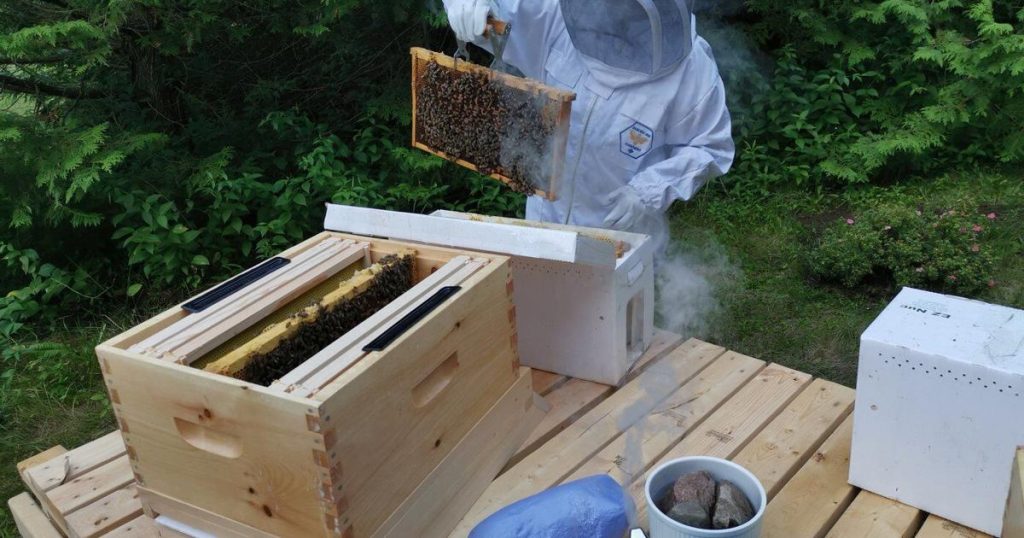 Apiaries abuzz over ruling against widening cross-border trade in live honeybees