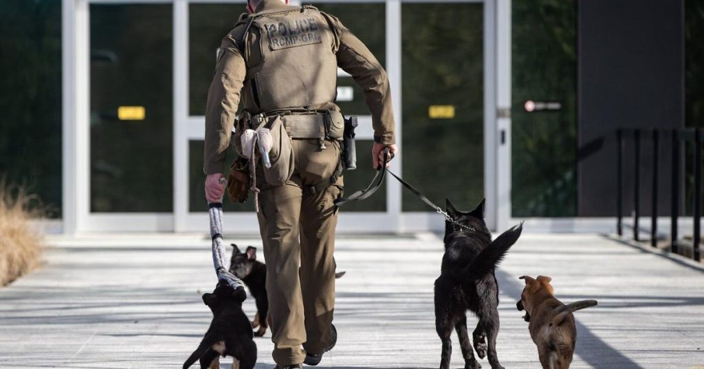 Problems with RCMP police dog program pose ‘health and wellness risks’: evaluation