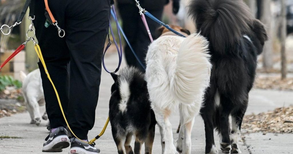 Province warns dog owners in Windsor, Ont., of deadly parvovirus