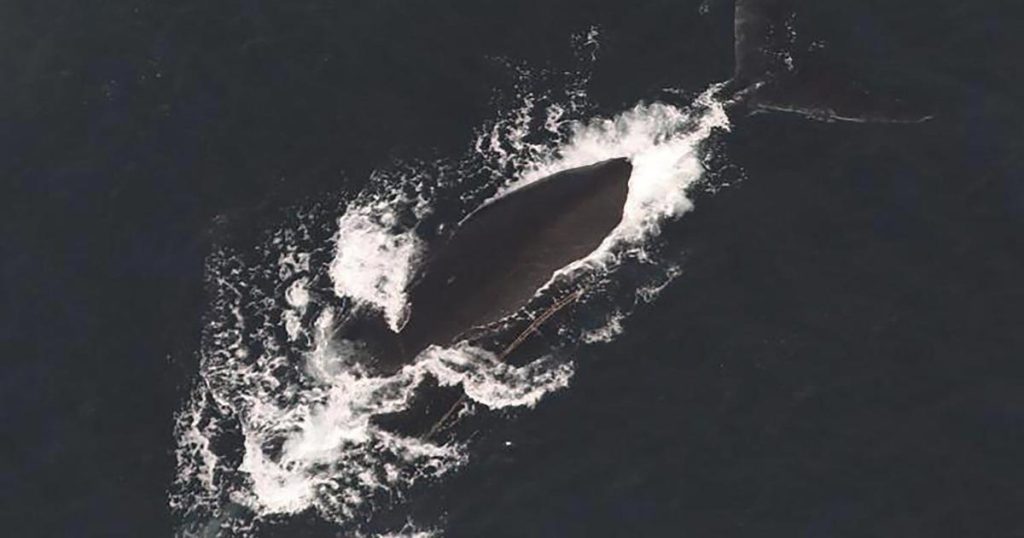 Three North Atlantic right whales spotted entangled this month in U.S. waters