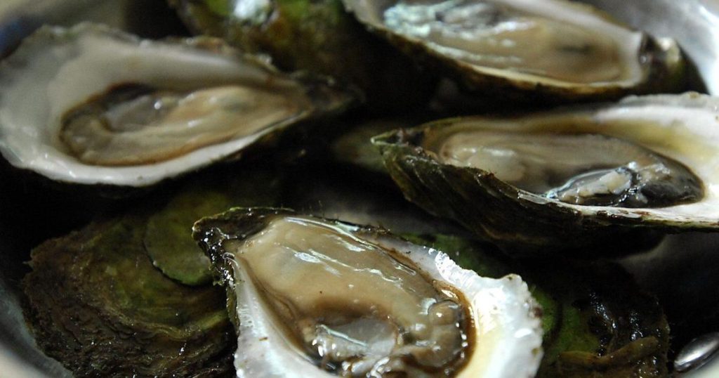P.E.I. oyster farmers fear without government help, MSX parasite will kill industry