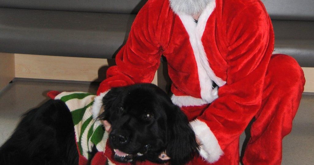 Calling all bloodhounds: These P.E.I. blood donors have four legs and a tail