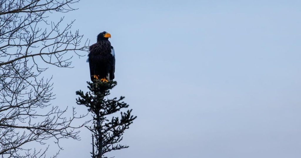 A massive, menacing Steller’s sea eagle is dazzling birders in a Newfoundland park
