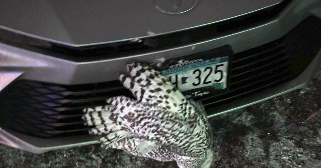 One owl rescued by a Minnesota woman is euthanized; efforts to save the other continue