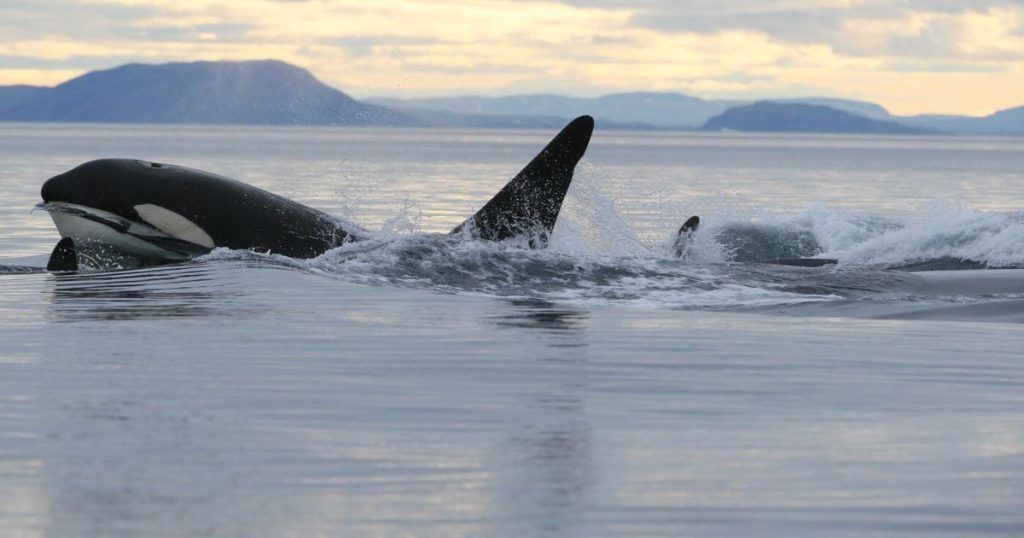 Orcas moved into the Arctic. It could be bad news for other whales, and humans too