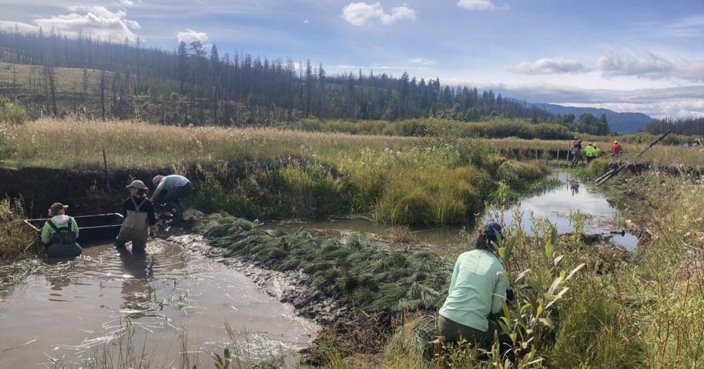 B.C. team building 100 beaver ‘starter homes’ in the name of wetland preservation