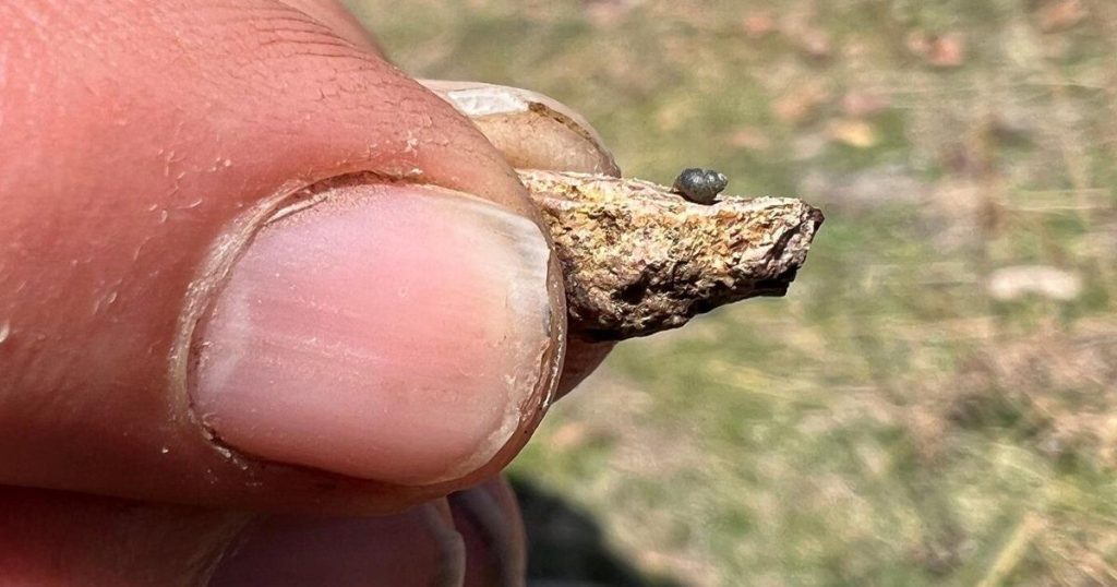 A drop in groundwater could mean big trouble for a tiny snail as Nevada lithium project presses on