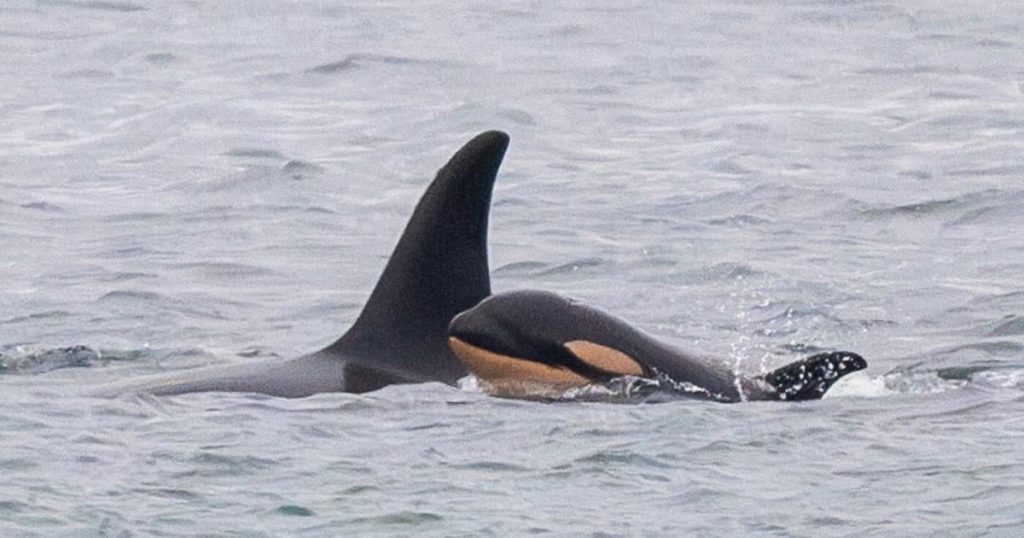 Famous orca mother carrying body of another dead calf in act of grief: researchers