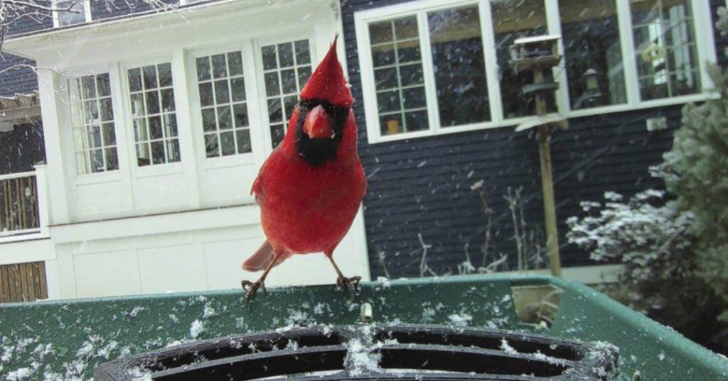 Smart bird feeders gain popularity and spark interest in bird-watching
