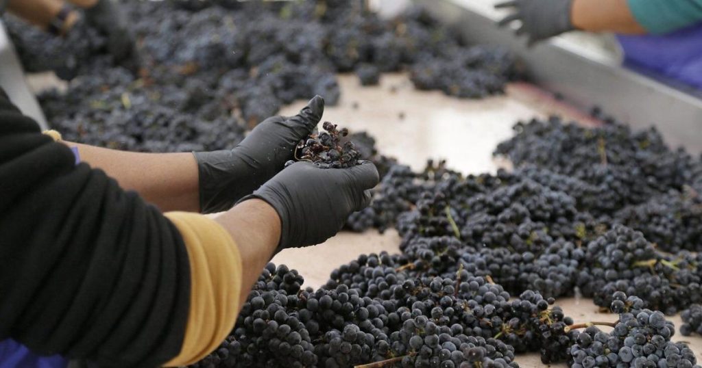 Migrant worker group tells of complaints about Okanagan winery in foreign worker ban