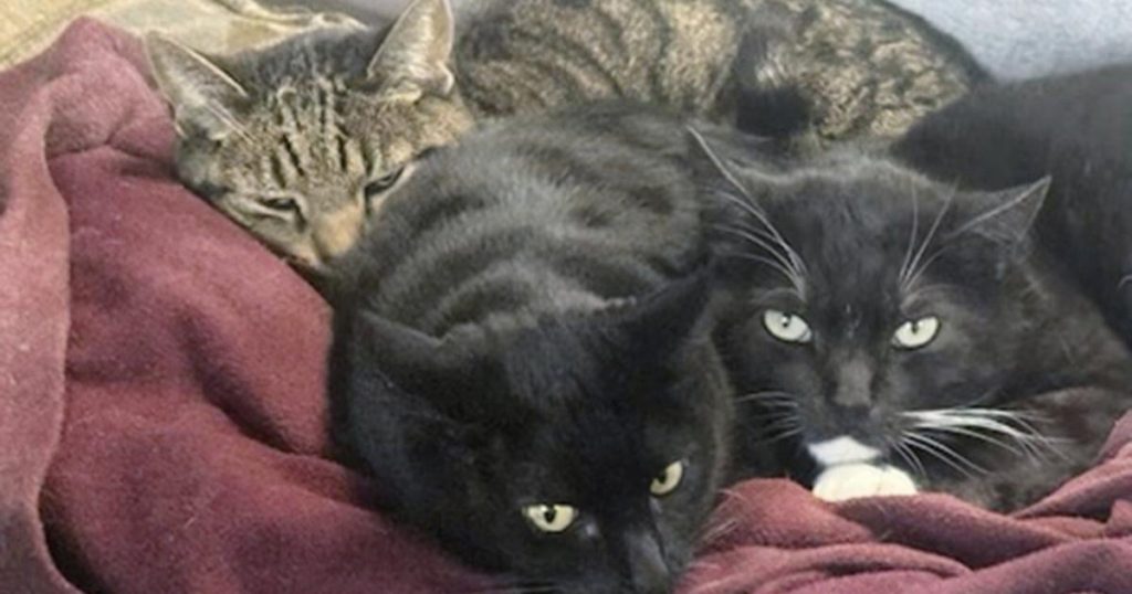 California man says two of his cats died after drinking raw milk recalled for bird flu