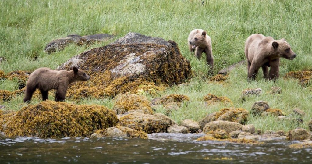 Ecotour grizzlies less likely to encounter conflict with humans, B.C. study suggests