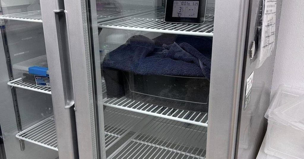 Franklin the tortoise moving out of refrigerator after chilling since October