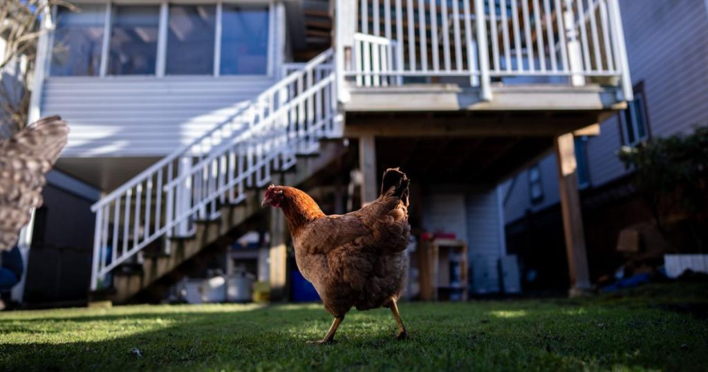 Vancouver’s backyard chicken owners take precautions amid avian flu |