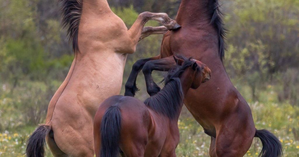 ‘Horses are my world’: Advocates decry Alberta plan to control wild horse population